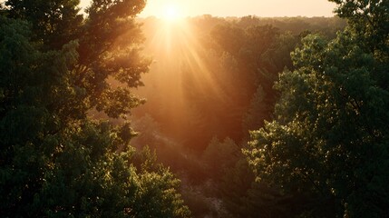 Misty sunrise in lush green forest with golden sun rays. Ideal for nature posters, wellness ads, inspirational quotes, website banners, or backgrounds. Space for text