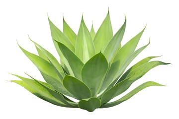 Tropical agave plant isolated on white background.This has clipping path.
