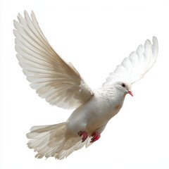 Obraz premium Dove in soft light flying