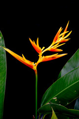 heliconia,bird of paradise flower background