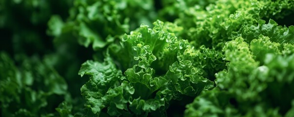 Close-up of green lettuce in a hydroponic farm background, Generative AI