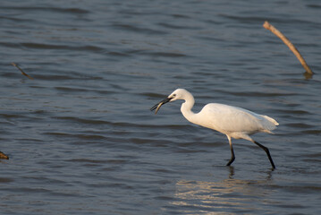 elegant white egret standing in shallow water with a freshly caught fish in its beak, during successful hunting.