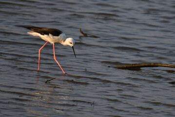 Black winged stilt wading through shallow water, with its distinctive long pink legs and slender black beak.