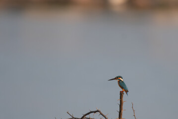 Vibrant common Kingfisher bird perched on a dry branch with a soft, blurred background.