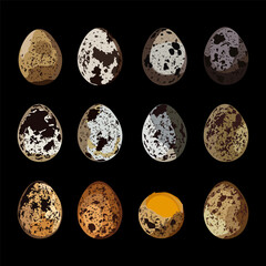 Quail eggs, Set Quail Eggs, Diet Protein Product with Eggshell, EPS10. Vector illustration