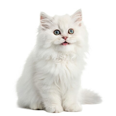 Obraz premium fluffy friend on transparent