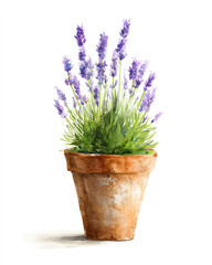 lavender plant flowers in pot watercolor illustration on white