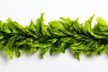 Fresh green seaweed neatly arranged on a clean white surface
