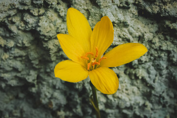 Close up of blooming yellow rain lily with delicate petals and vibrant stamens, set against a...