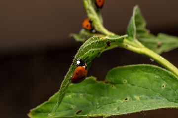 Ladybug on a leaf