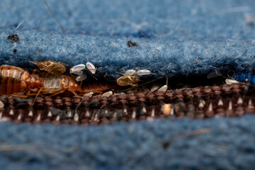Bed bugs