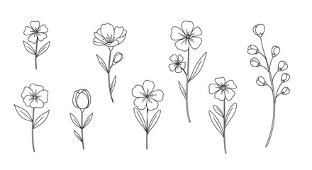 Fototapeta premium Delicate hand drawn botanical illustrations featuring flowers and seed pods on a white background