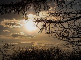 Silhouettes of tree branches and bushes, larch branches with cones on an orange-gray background of the sky with the sun and clouds. Trees and bushes without foliage. Winter natural background.
