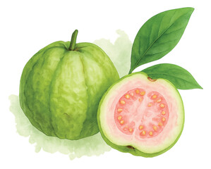 Guava_Watercolor_Thai_Fruit