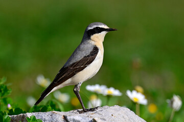 Steinschmätzer - Männchen // Northern wheatear - male (Oenanthe oenanthe)  - Mani, Peloponnes, Griechenland