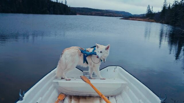 Alaskan Malamute Dog Breed In A Row Boat. Close-up Shot
