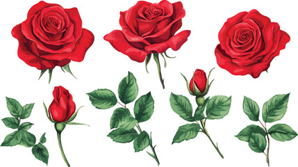 Elegant Red Rose Set with Buds and Leaves on a White Background