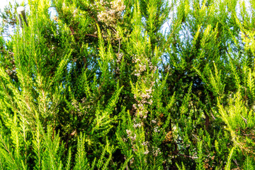 Erica canariensis pertenece a la familia de Ericaceae
