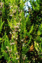 Erica canariensis pertenece a la familia de Ericaceae