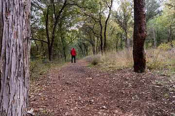 Fototapeta premium Forest guard walking through autumn woodland path