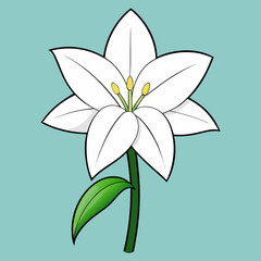 vector illustration of a lily flower