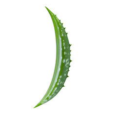 Single aloe vera leaf with natural green texture