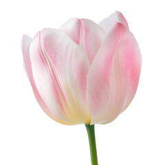 Fototapeta premium Pink and white tulip flower with delicate petals