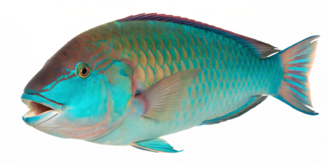 A vibrant parrotfish with a turquoise body and pink accents. The fish is depicted against a transparent background, showcasing its detailed scales and features.