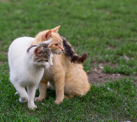 Two Cats Walking Together in the Grass – Close Bond and Friendship Concept
