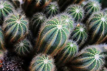 cactus in the garden