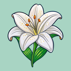 white lily on a white background