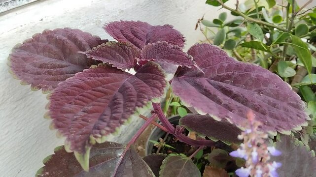 Un primer plano de una planta Coleo o Cretona  con las hojas movi&eacute;ndose por el viento en un jard&iacute;n