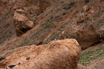 A small bird perched on a rock in the Charyn Canyon, with dramatic rocky cliffs in the background
