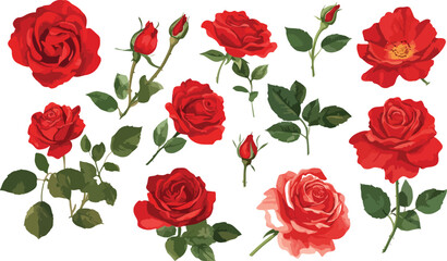 Fototapeta premium Elegant Collection of Red Rose Illustrations on a White Background