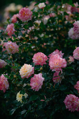 pink flowers in the garden