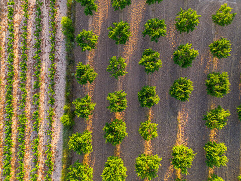 Aerial orchard grid of fruit trees spaced evenly over Mediterranean ground, Terra Alta, Catalonia, Spain, highlighting modern agricultural design and sustainable fruit production