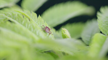 A Closeup View of a Tiny Tick Insect Positioned on Lush Green Leaves Within Its Habitat