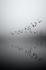 Flock of birds flying through thick mist over a serene lake