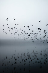 Flock of birds flying through thick mist over a serene lake