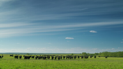 A tranquil and idyllic peaceful pasture featuring cows grazing under a bright blue sky
