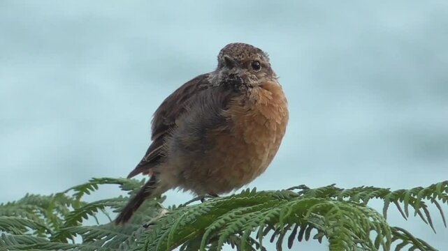 European stonechat (Saxicola rubicola) - Female Perched on Bracken by the Coast in Wales, U.K.