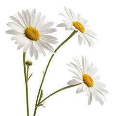 Fototapeta premium White chamomile flowers isolated on transparent background