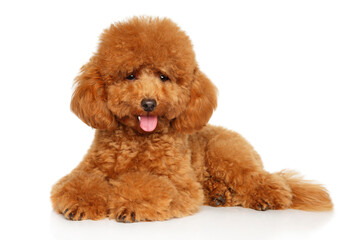 Charming red toy poodle lying with curly coat and playful look