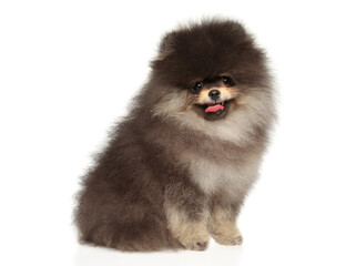 Happy Fluffy Pomeranian Puppy Sitting With Playful Grin