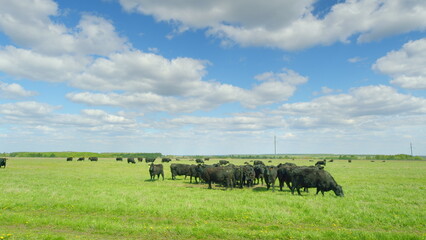 Cattle are Grazing in a Beautiful Lush Green Pasture Under Bright Clear Blue Skies