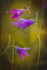 Wildflowers on a blurred background on a sunny day in June. Close-up of a flower.
