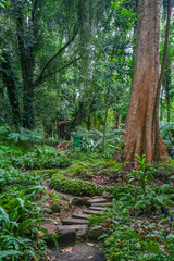 Tropical vegetation inPeradeniya Royal Botanical Garden in Kandy, Sri Lanka	
