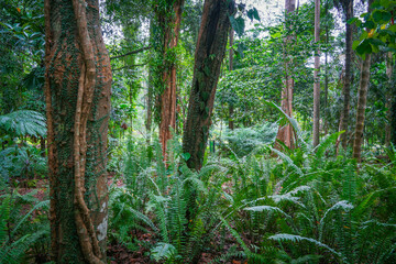 Tropical vegetation inPeradeniya Royal Botanical Garden in Kandy, Sri Lanka	
