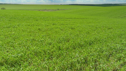 A Beautiful Lush Green Landscape View Under a Clear Blue Sky Capturing Serenity and Calmness