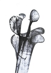 ink and thread drawing technique, abstract image in black ink, ink prints, blot, stain, blotch, graphic drawing, abstract texture background, ink effect with thread
